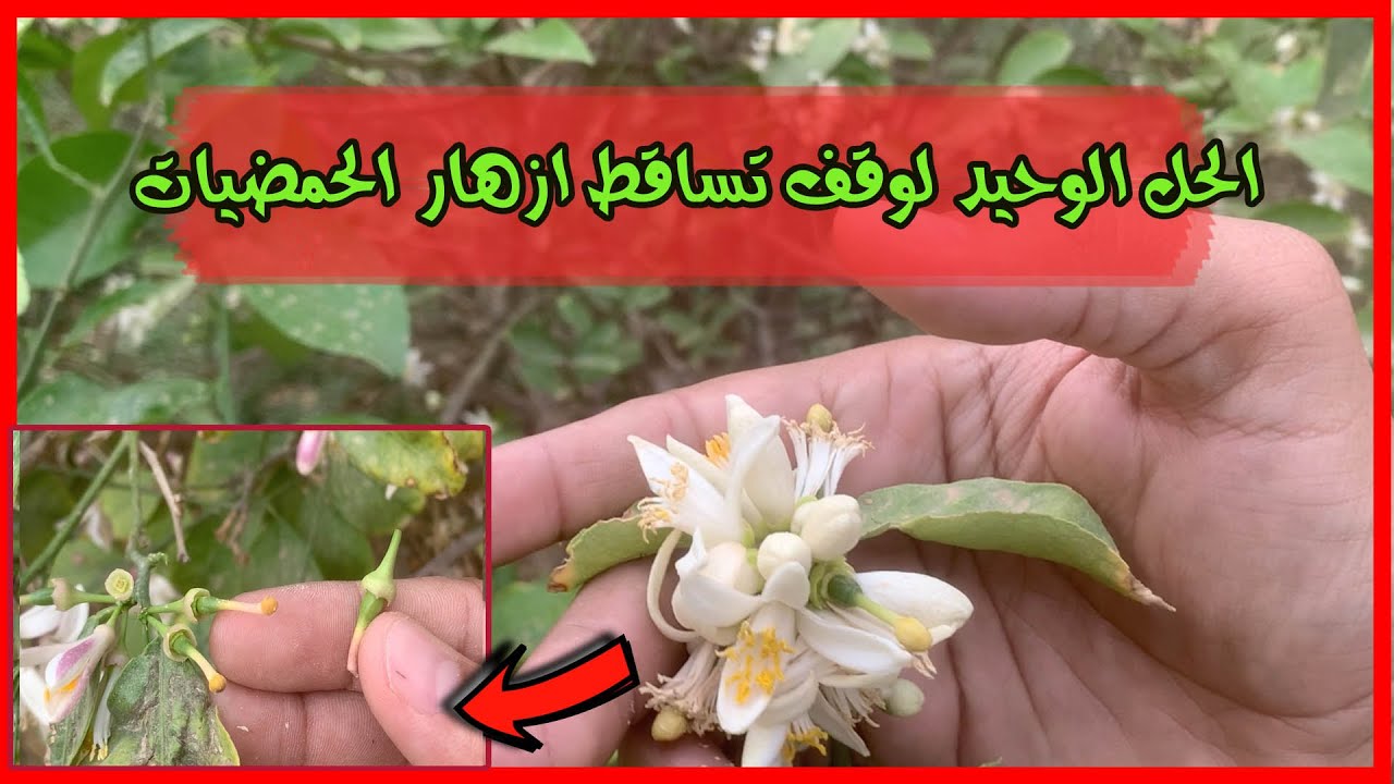 لو عندك اشجار حمضيات او موالح ازهارها تتساقط || تابع الفديو الاهم لحل هذه المشكلة