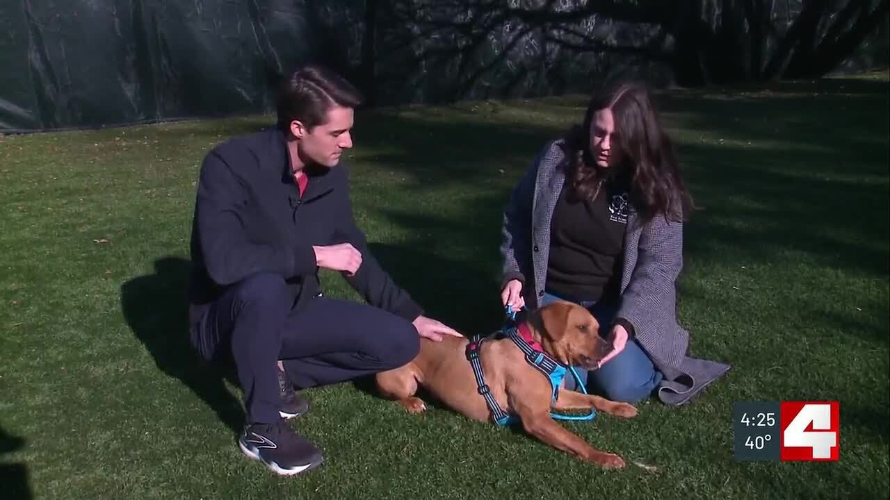 Pet of the Week: Redd