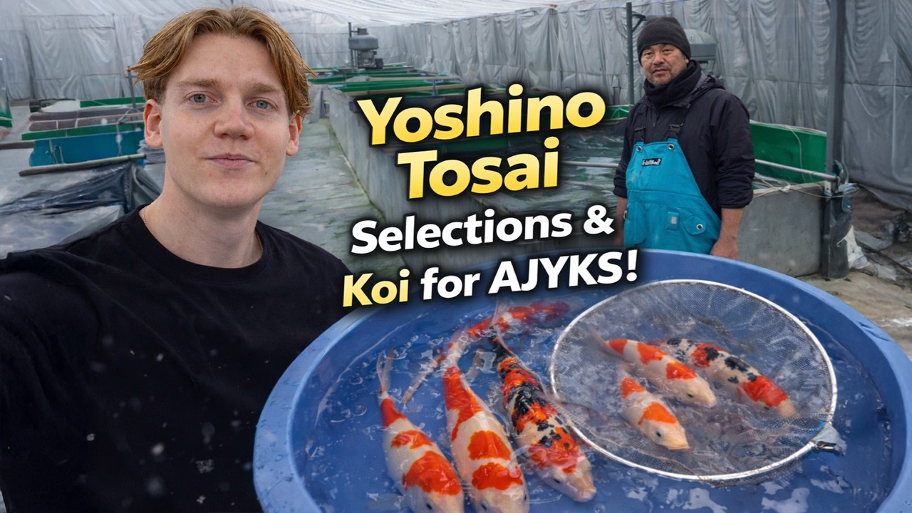 Selecting at YOSHINO & Koi for AJYKS | Siebe in Winter-Japan