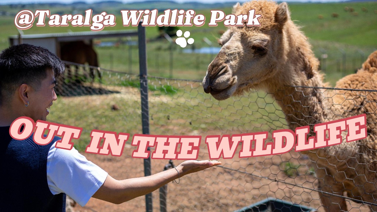 Sunday in Taralga Wildlife Park |NSW, AU| Petting Wombats, rabbits, Alpacas, Camels, Wallabies