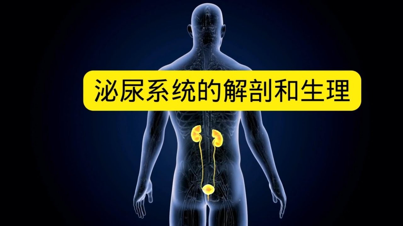 泌尿系统解剖和生理