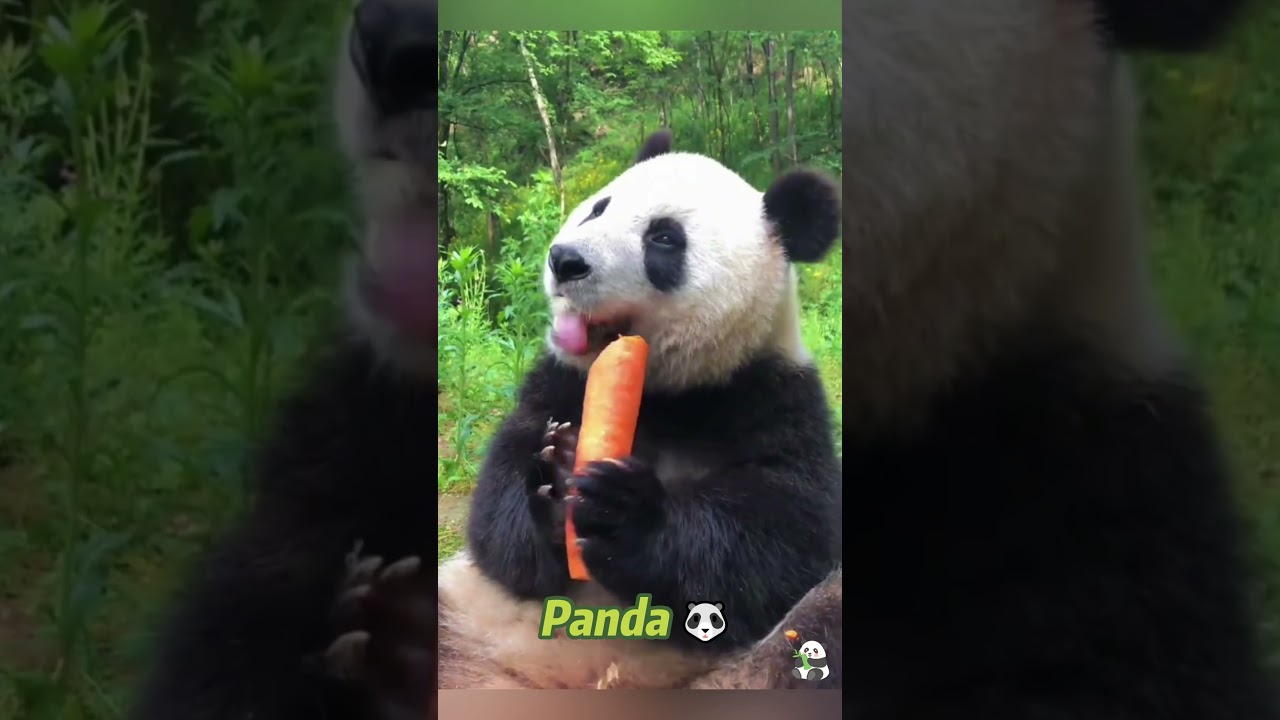 Панда 🐼 такая милая 🥰#panda #pandas #love #funny #cute #animals #kungfupanda