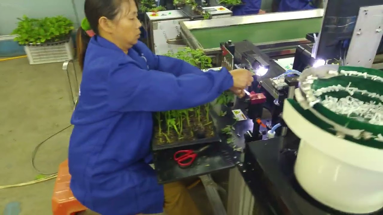 Xiamen Watermelon plug grafting