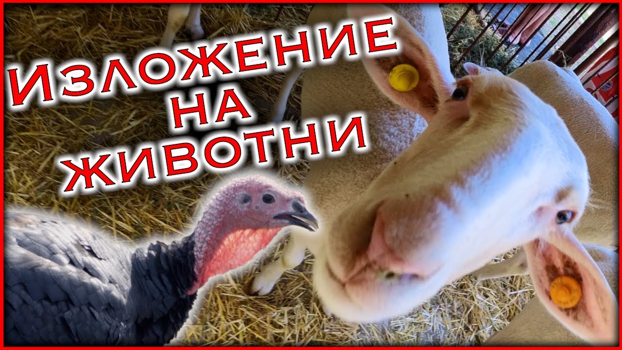 Живот на СЕЛО - Изложение на животни | Какво става с пуйките | ВЛОГ | Ферма Монсър