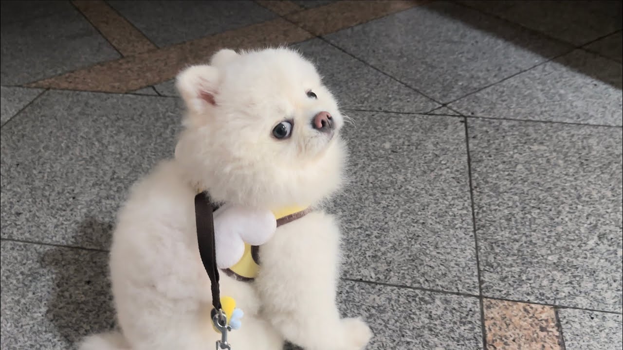 무작정 강아지를 따라왔더니 모르는 사람 집에 왔어요..