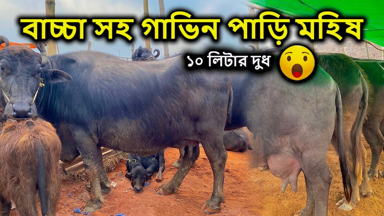 গাভি এবং পাড়ি গাভিন মহিষ 🐃| সিটি হাট | MrRajshahi