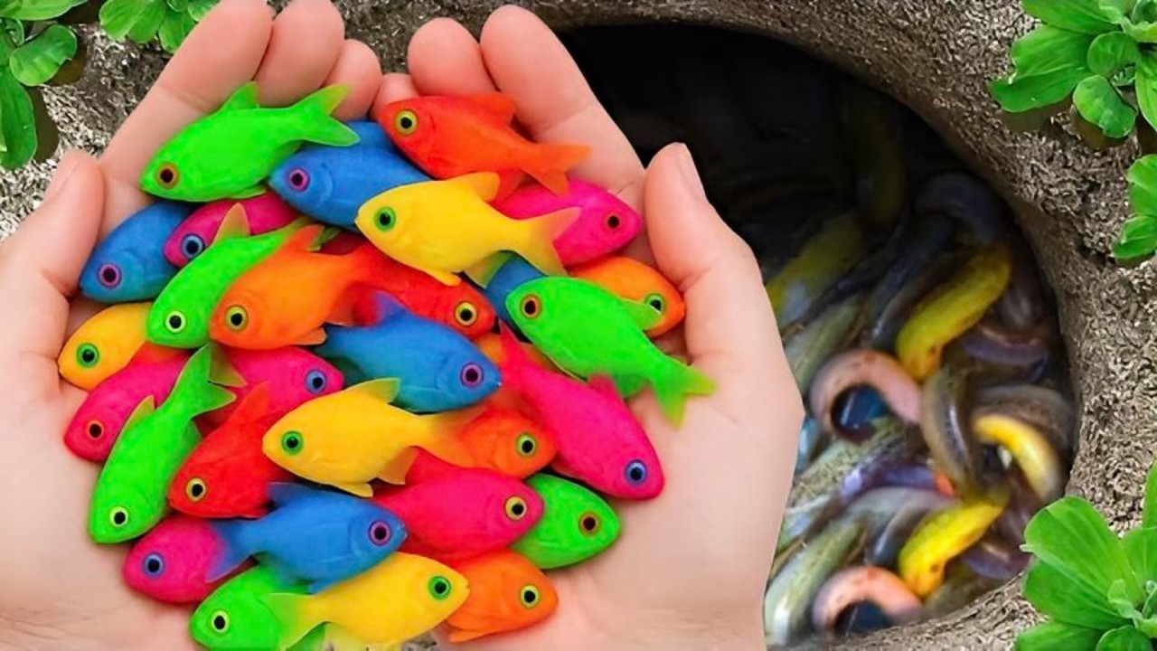 Catch Beautiful Aquarium Fish in Small Pond, Baby Turtles, Molly Fish, Blue Guppies & Spider