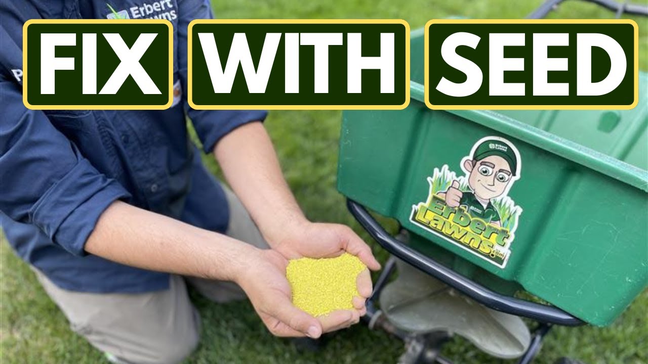 Denver Lawn Care Secret:  Aeration & Overseeding for a Thicker, Greener Lawn!