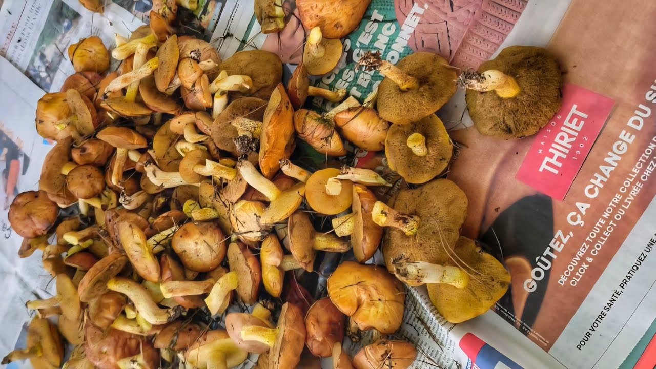 17 сентября 2025. Пошли на прогулку , в надежде найти грибы 🍄 И нашли же! Для наших мест-это УДАЧА!
