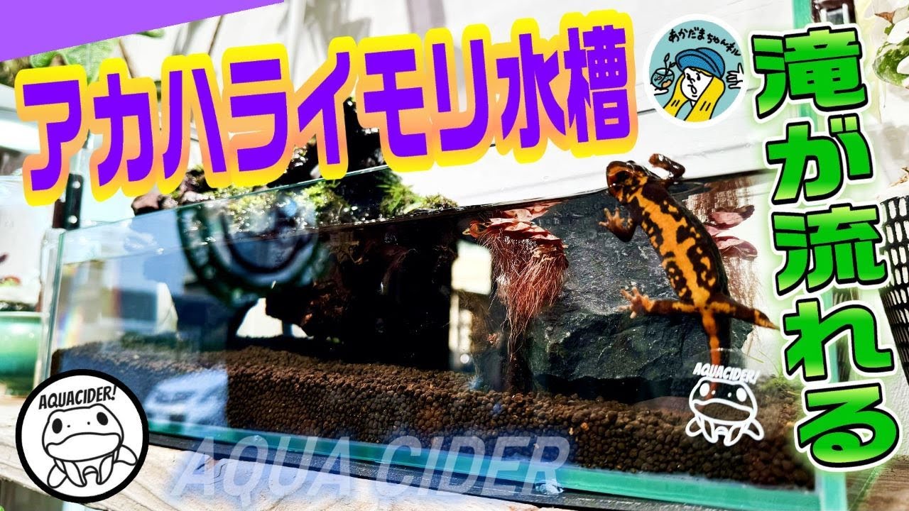 【アクアリウム】アカハライモリを飼ってみませんか？（サイダーさんが水槽からレイアウトまで完全オリジナルでイモリウム製作！完結編！）