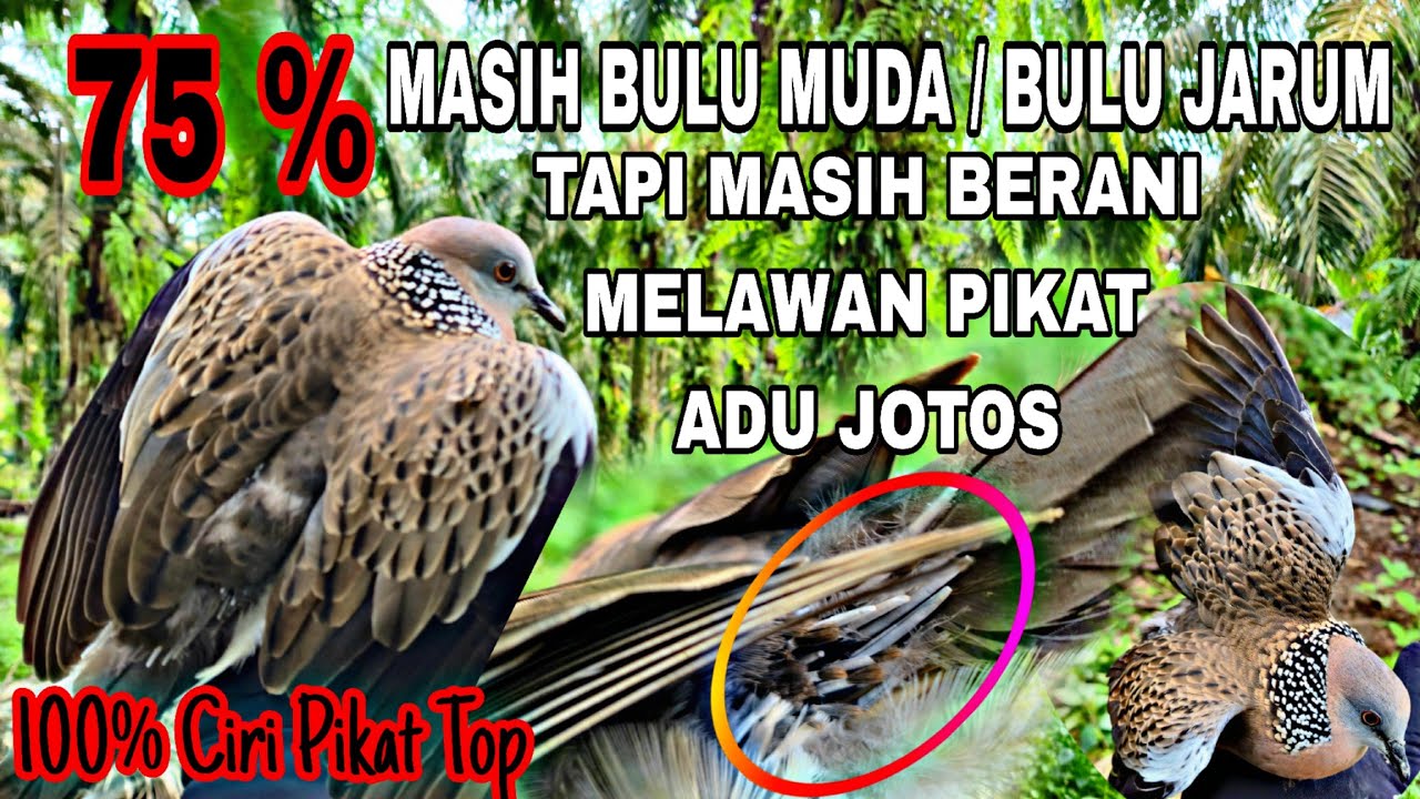 Pilihan Bahan Calon Pikat  Tekukur Yang Langka !! Masih Bulu Muda Namun Mental Jagoan 