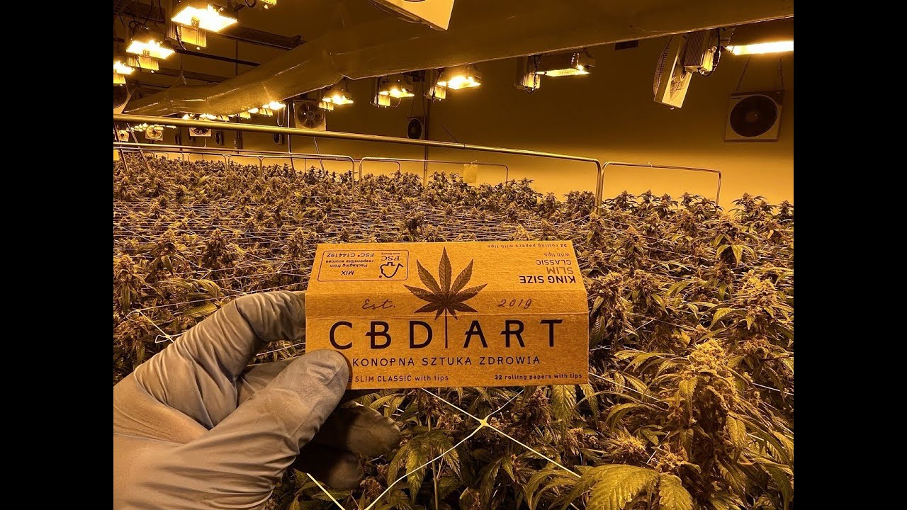Konopie siewne - indoor CBD ART