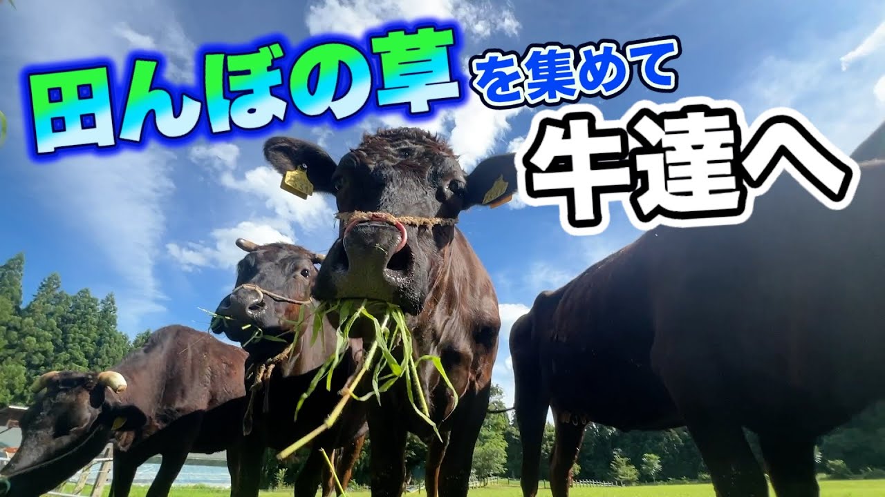 田んぼの草刈り後「草（雑草）を集めて牛の餌にします」