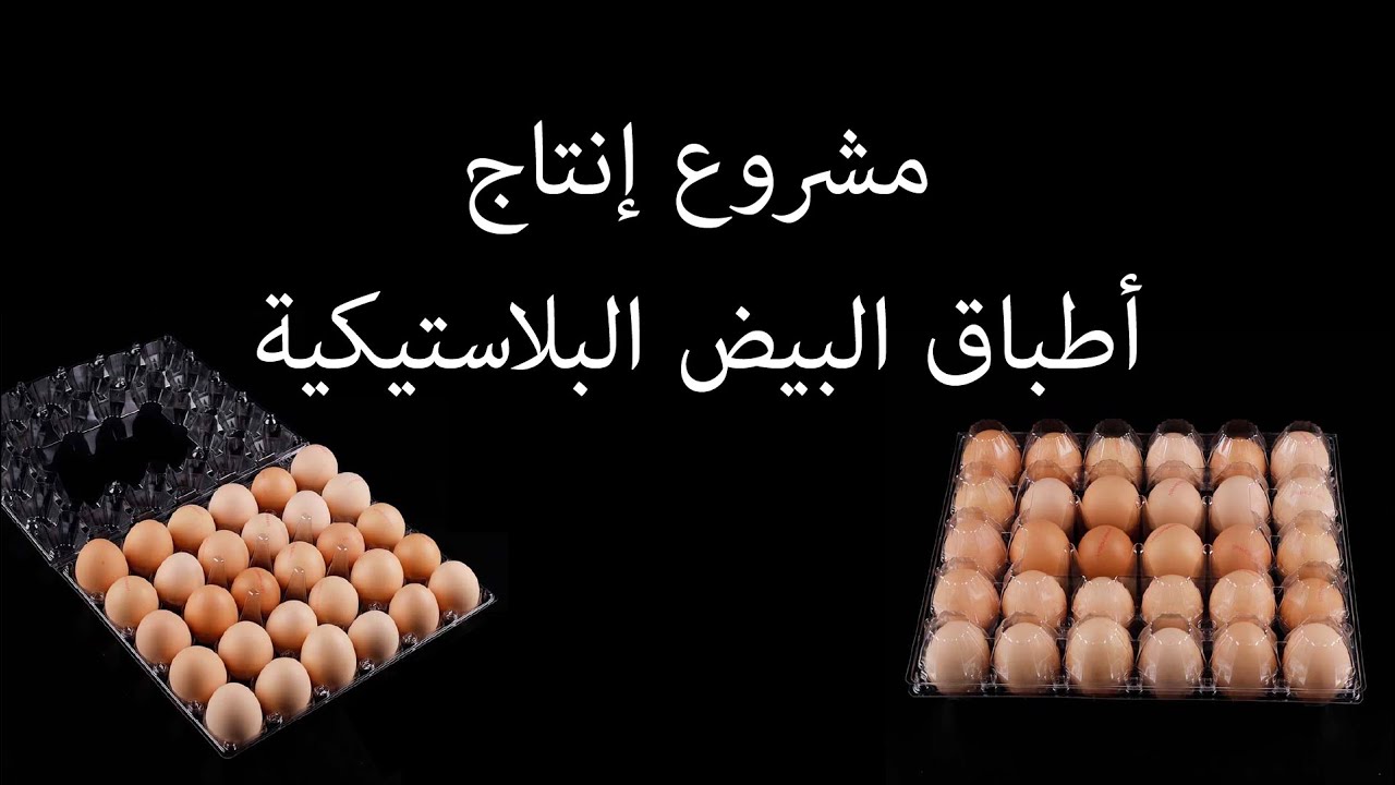 مشروع إنتاج أطباق بيض بلاستيكية سفري | مشروع جديد على السوق اليمني