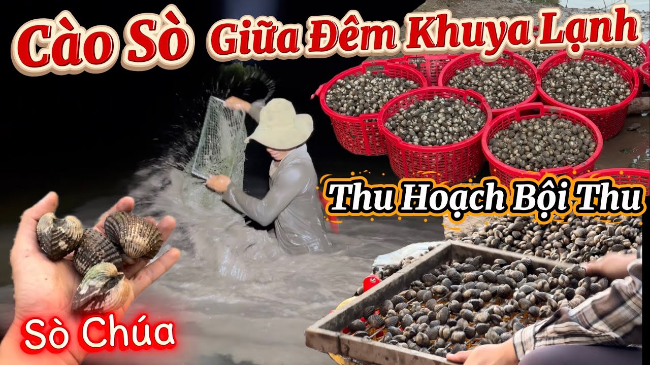 Theo Các Chú Đi Thu Hoạch Sò Huyết Giữa Đêm Khuya Lạnh - Toàn Bộ Quá Trình Bán Sò Cho Thương Lái