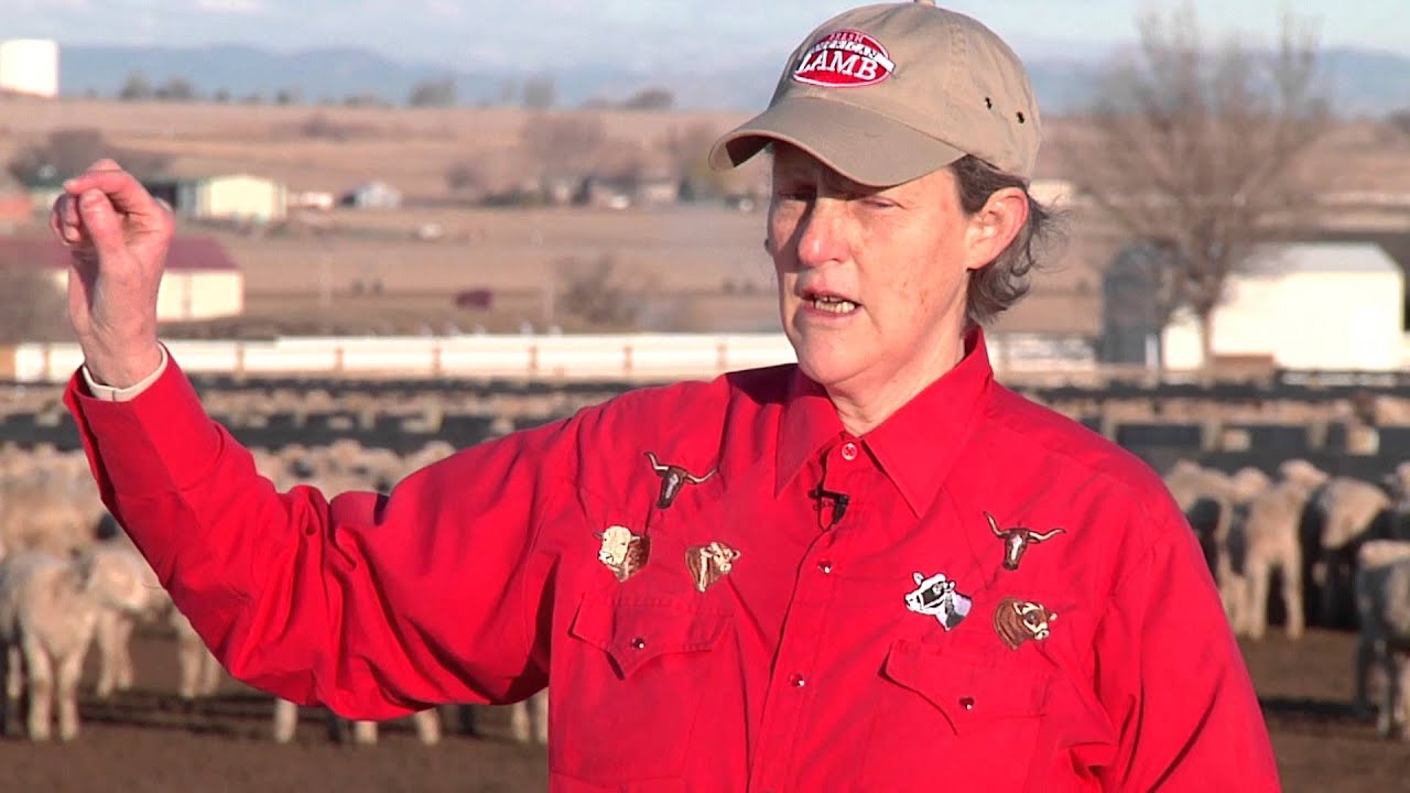 How to Handle Sheep -- Part 2 -- Handling Sheep in Market Facilities