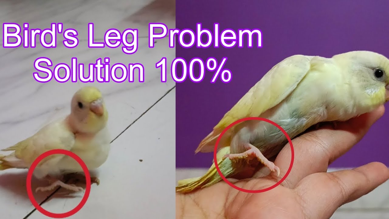 Budgies / parrots Broken Leg Problem Treatment | Home remedy