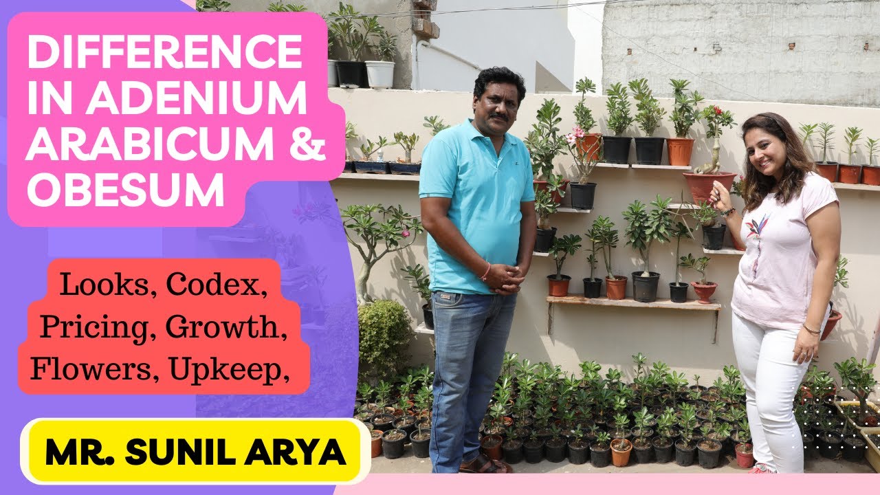 Adenium Variety Adenium Arabicum & Adenium Obesum, Know difference between arabicum & Obesum variety