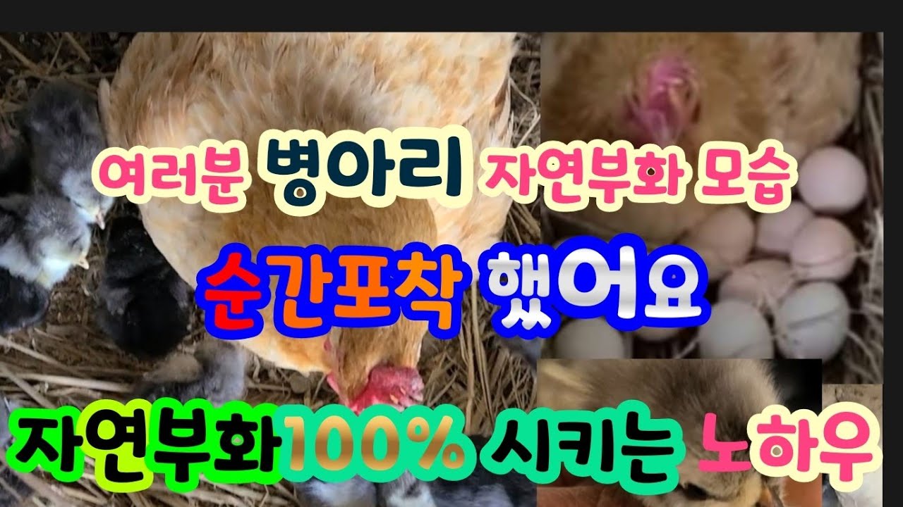 병아리 자연부화100%성공 하기~ 자연부화시기 알은 몇개? 병아리 부화는 이렇게 신기해요~