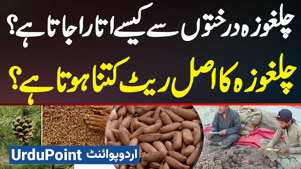 Chilgoza Kaise Nikalta Hai - Chilgoza Ki Processing Kaise Hoti Hai Aur Original Rate Kitna Hota Hai?