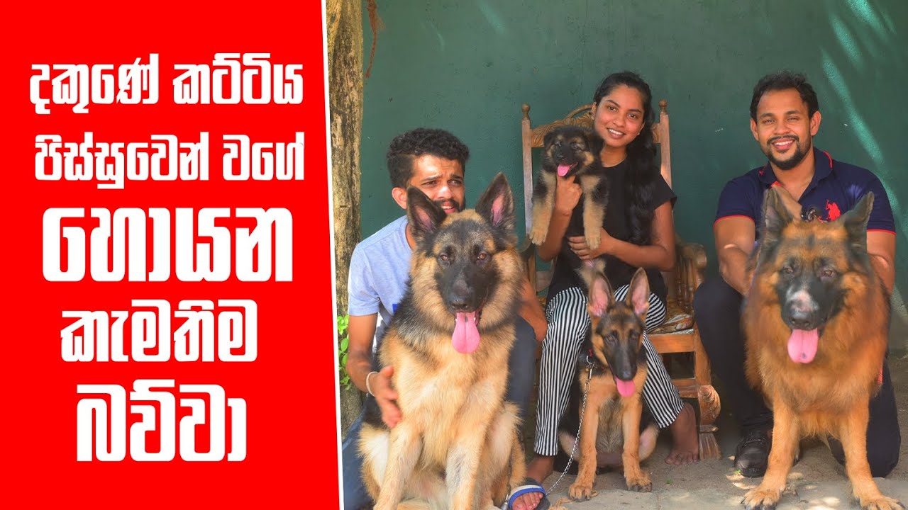 දකුණේ කට්ටිය පිස්සුවෙන් වගේ හොයන කැමතිම බව්වා | Pet Talk