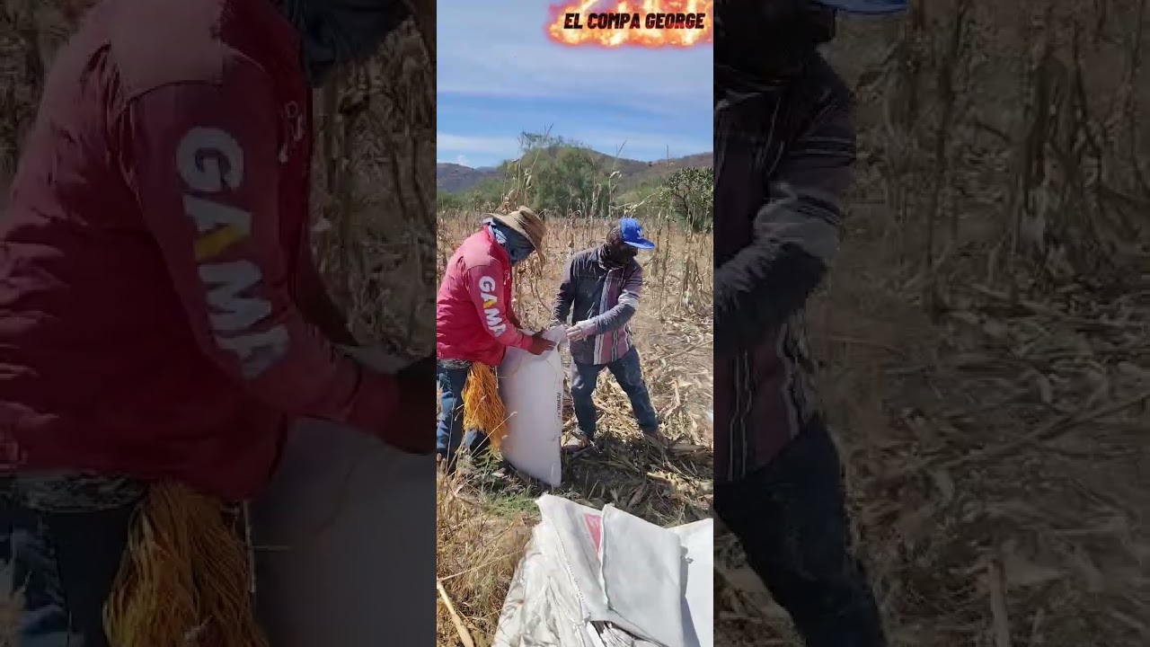 LAS FAMOSAS MOLIDAS DE MASORCA EN COACOYULA GRO. 