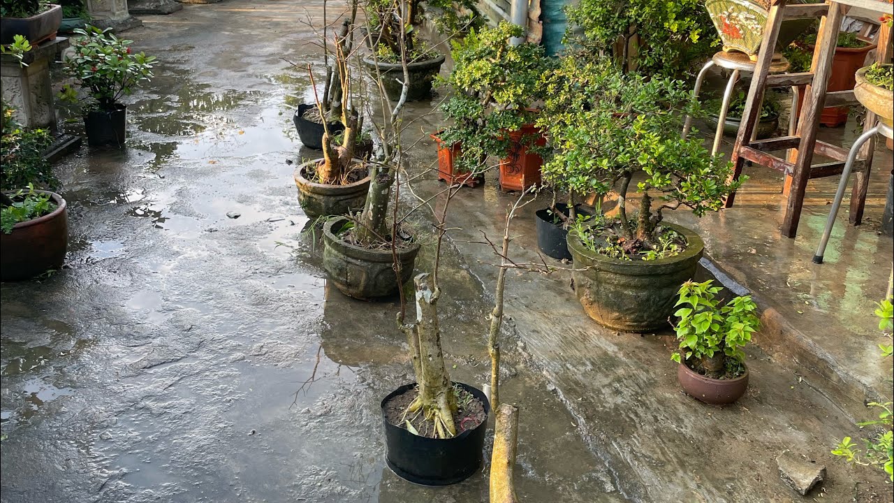 Giao lưu bạch sơn liễu ngày 18/1/2026.Zl 0777304640