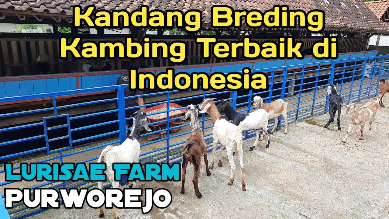 Kandang Breding kambing Terbaik di Indonesia