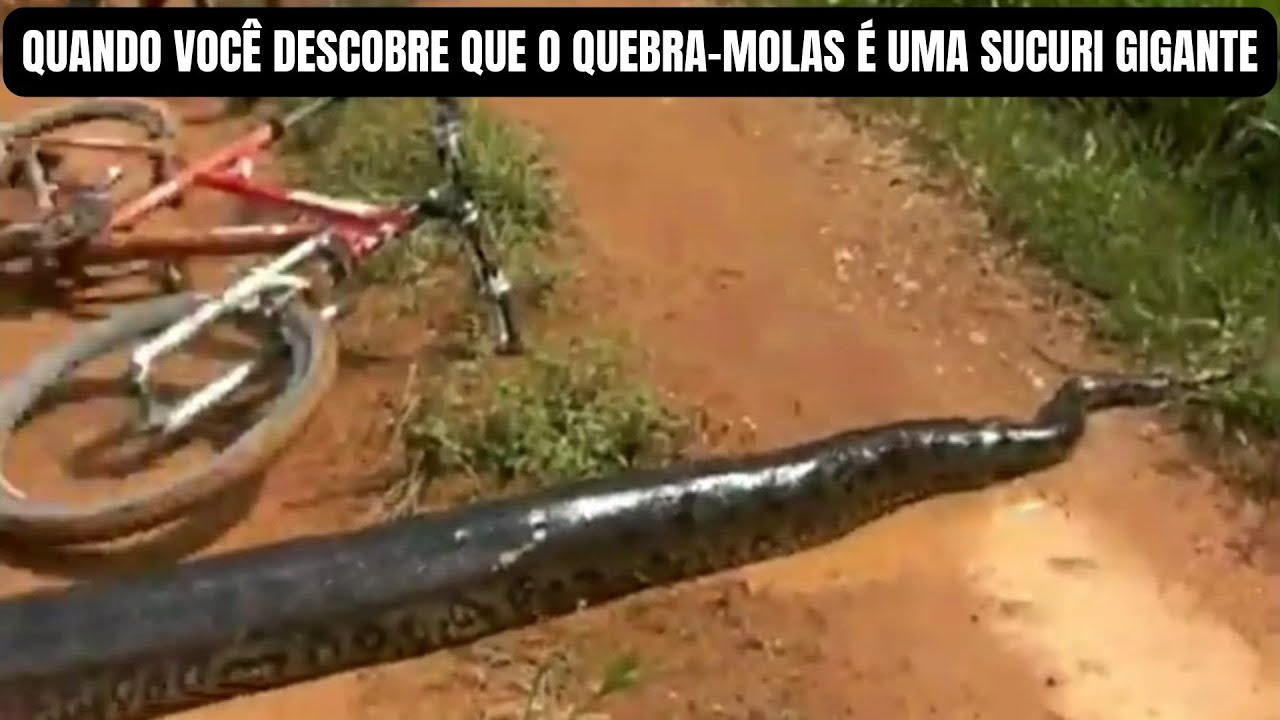 Quando Você Descobre que o Quebra-molas é uma Sucuri Gigante | Biólogo Henrique