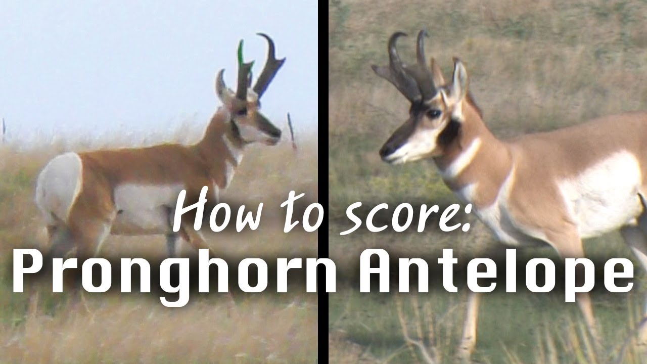How to Judge Antelope in the Field - Mike Eastman's Trophy Hunting Tips