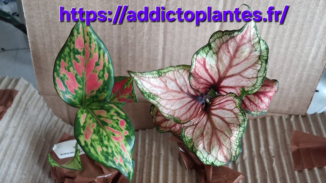 Réception de la box rose pour la st Valentin @addictoplantes 