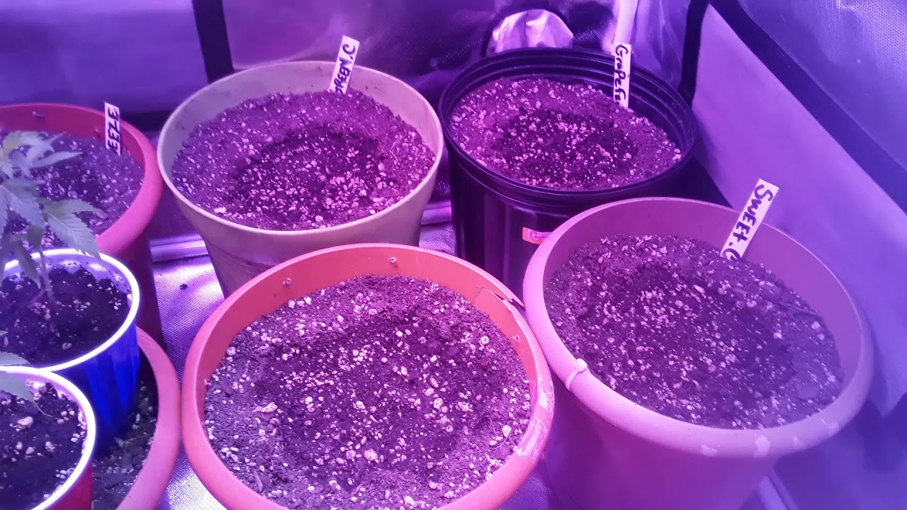 Auto Flower (CBG XXL) sttain, in mid Flowering stage