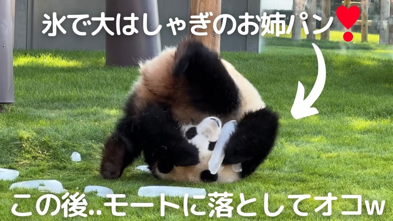 【速報】あ..氷がモートへ...😨大はしゃぎする彩浜が控えめに言って可愛すぎ😍お姉さんパンダ🌈