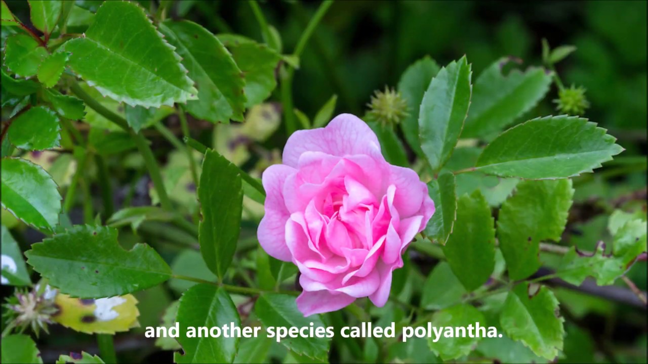 The History of Roses