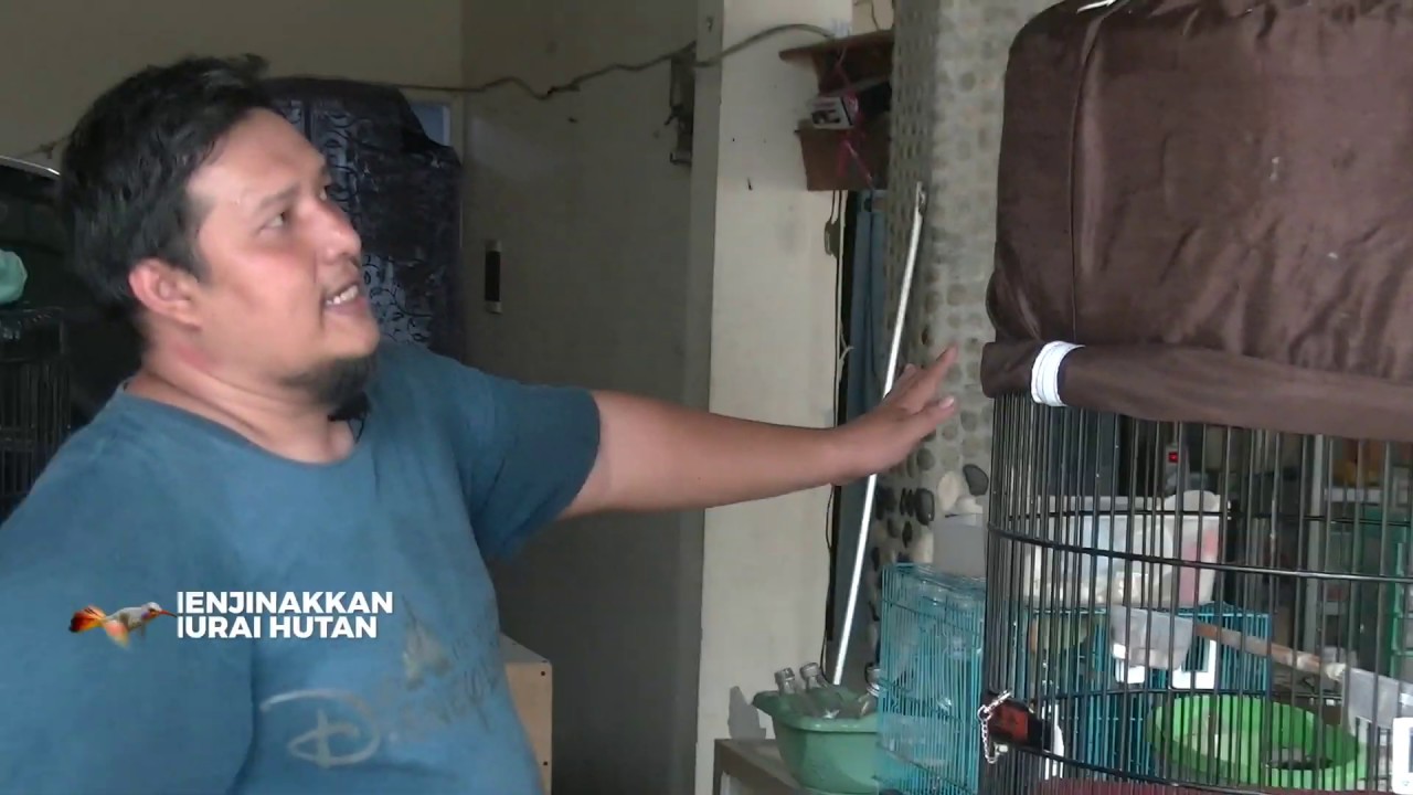 Cara Menjinakkan Murai Muda Hutan agar Tidak Stress