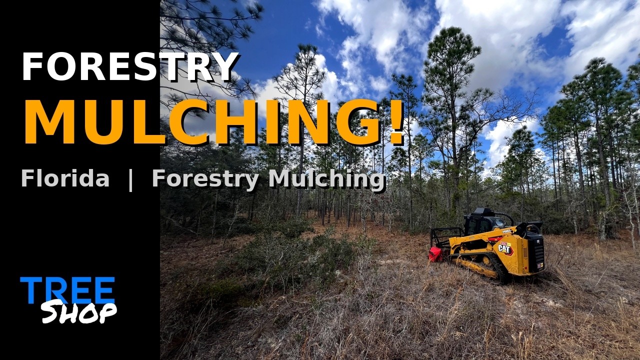 Forestry Mulching in Levy County Florida