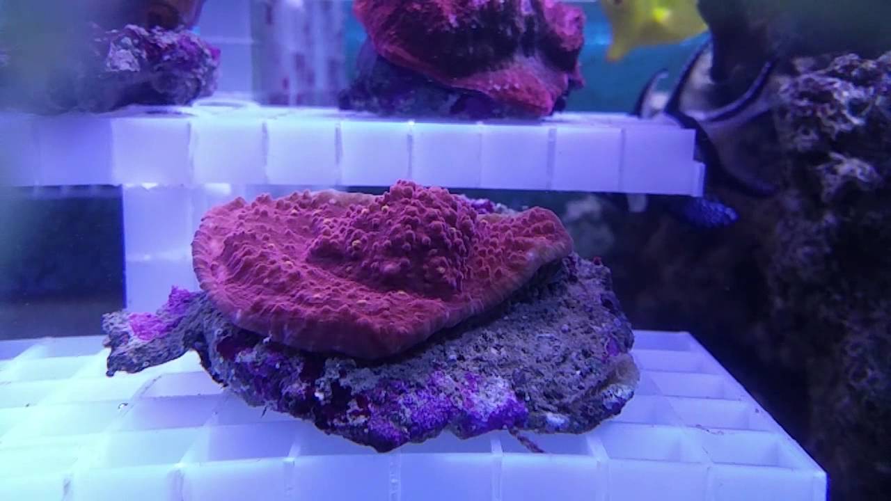 Echinopora Rot-Orange spotted