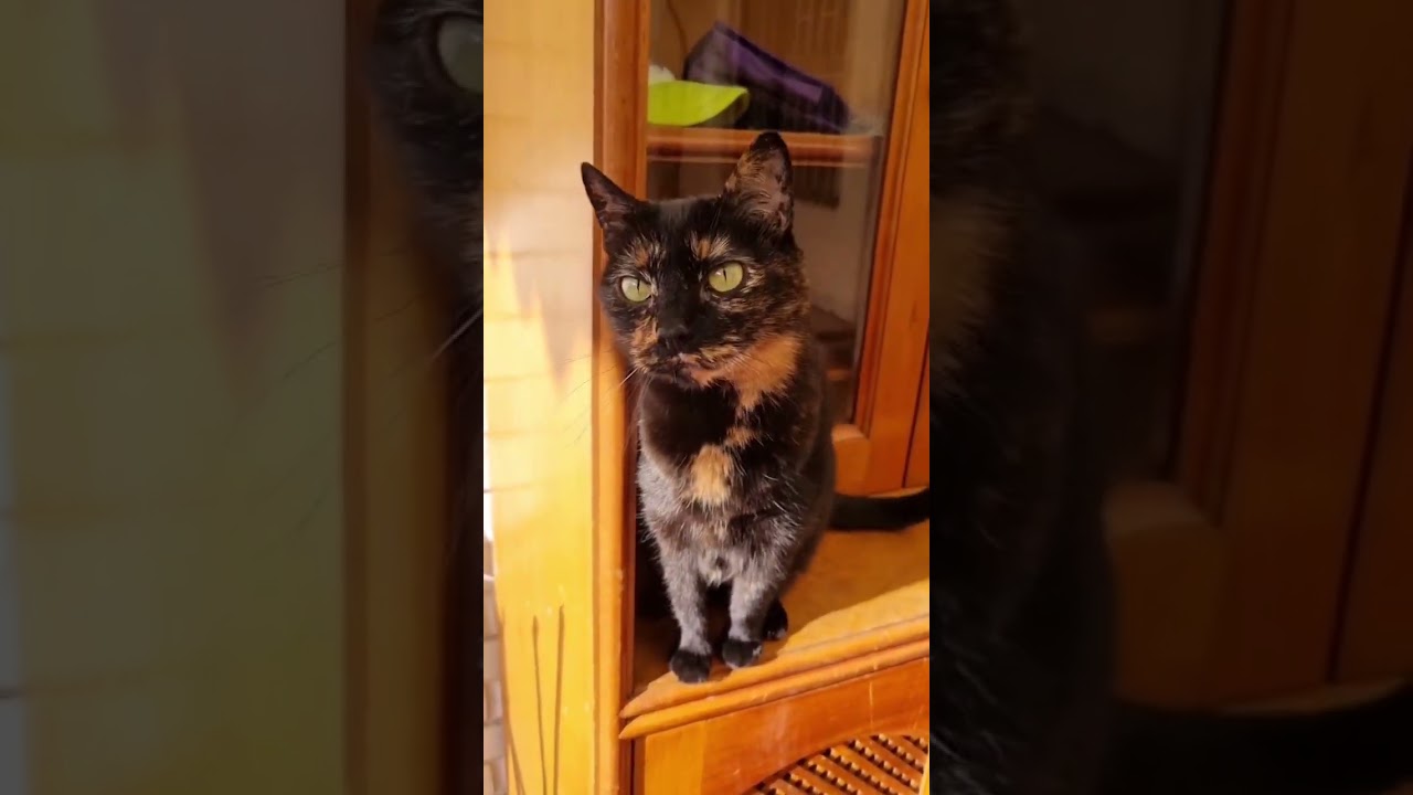 Cuando una es linda, es linda, gatita. #carey #gatos #bellezainterior #bellezadeverdad