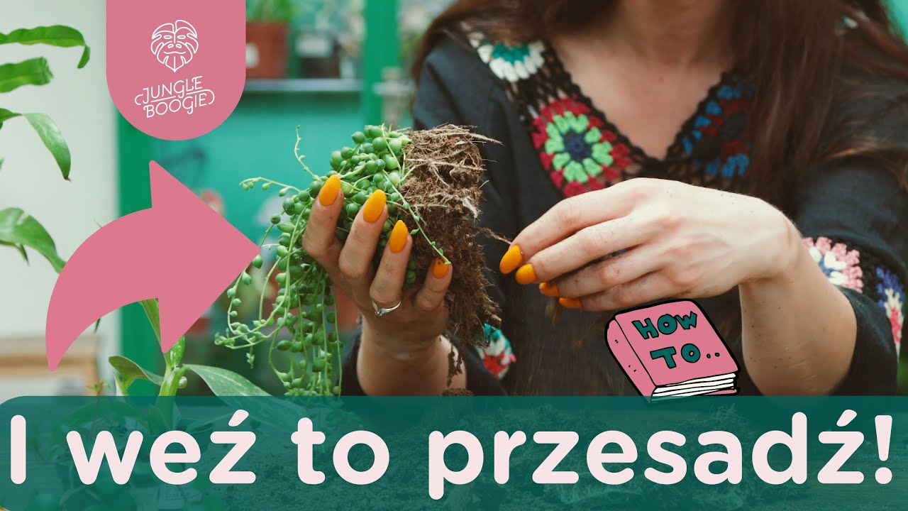 Przesadzanie trudnych roślin krok po kroku // Jak przesadzić starca, paprocie, sansewierie i maluchy