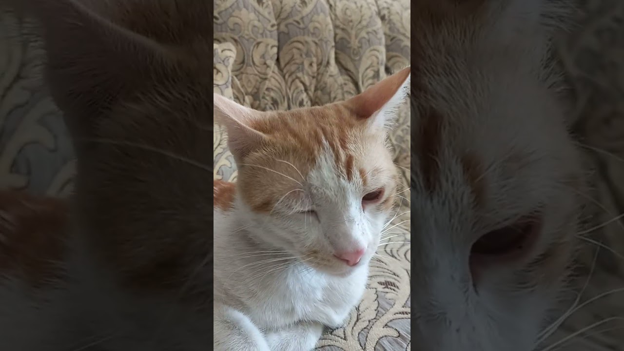 AI Scream🐈 