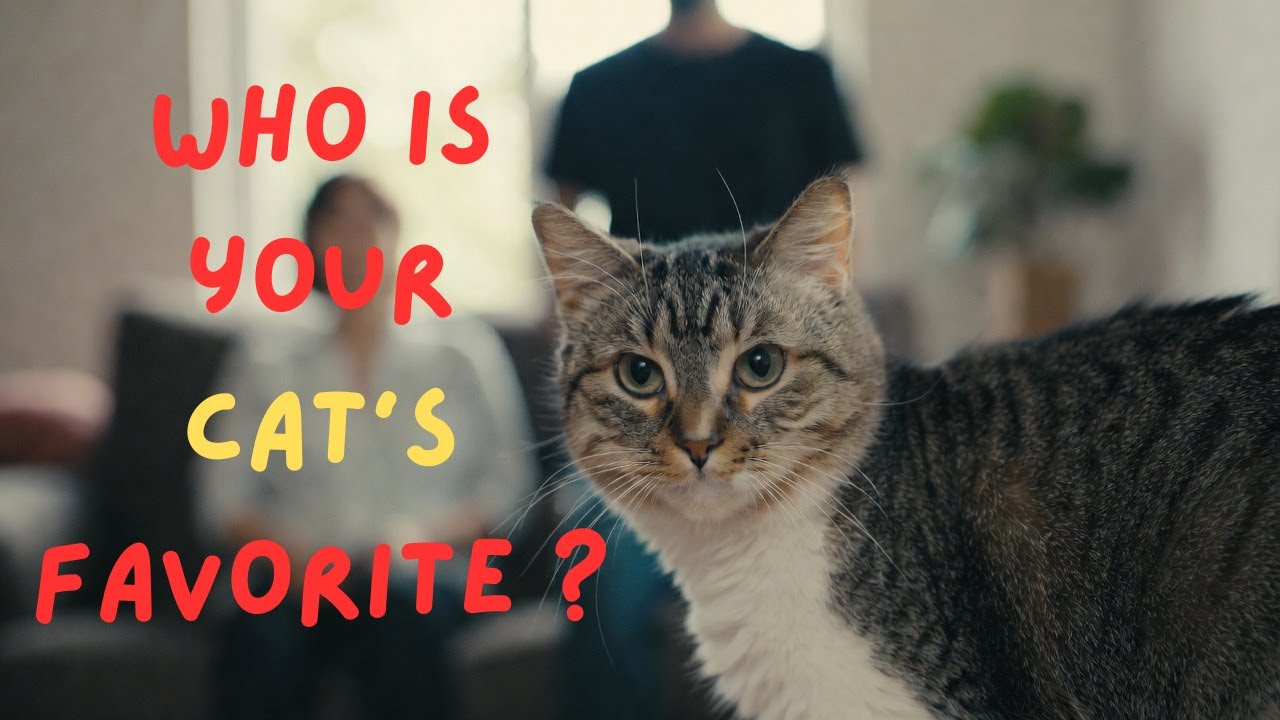 Did Your Cat Choose You? 12 SHOCKING Behaviors!  (Understand That You Are Their Favorite)