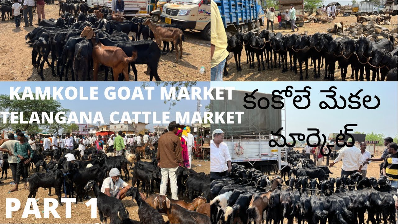 Kamkole goat market కంకోలే మేకల మార్కెట్{PART 1}kamkole janwar bazar Telangana cattle market