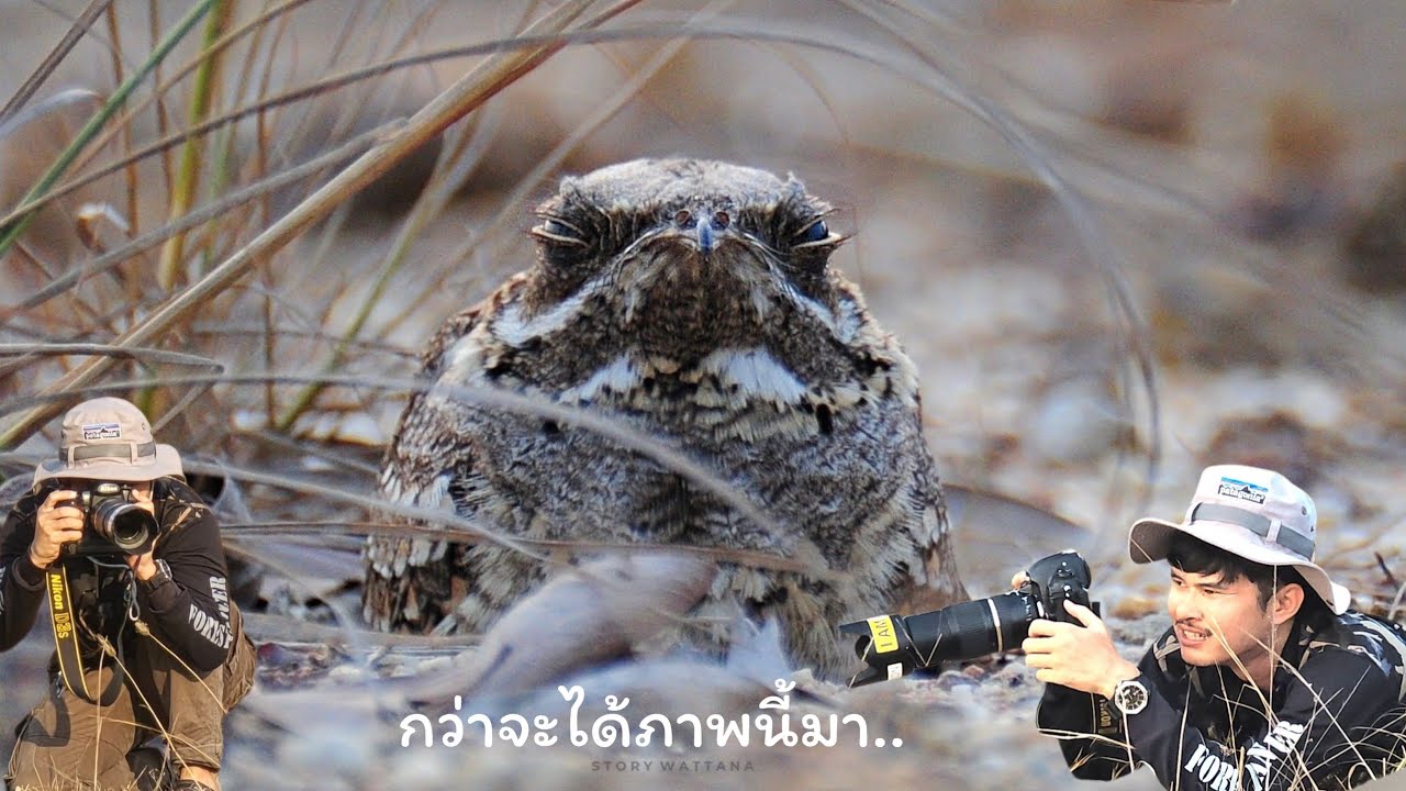 หลายคนเชื่อว่าทำ content ถ่ายนกเป็นเรื่องง่ายๆ คลิปนี้มีคำตอบครับผม🥺🥺🐦🐦🦩🦩🦜🦜💯💯#ช่างภาพ 