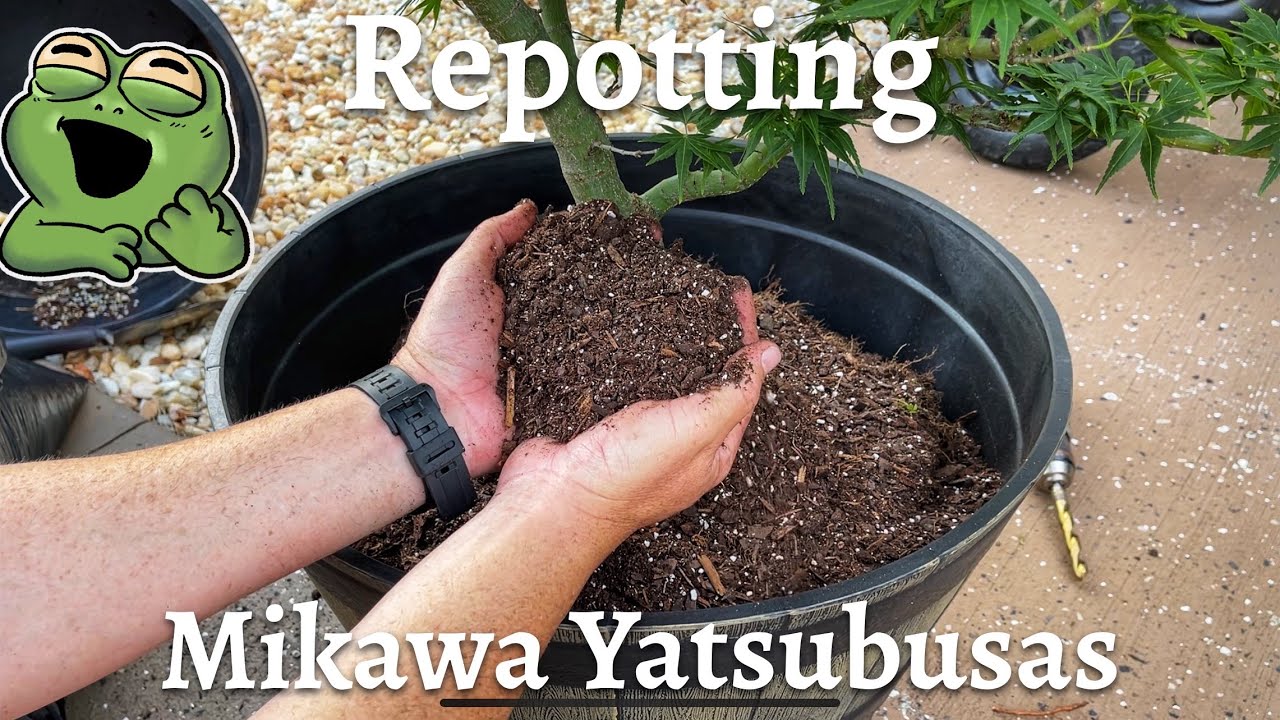 Repotting Mikawa Yatsubusa Japanese Maples