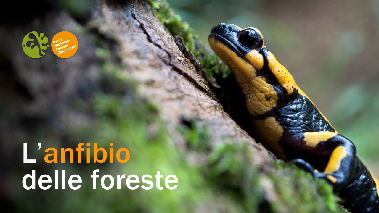 Monitoriamo questa specie per capire la salute delle foreste | La salamandra pezzata