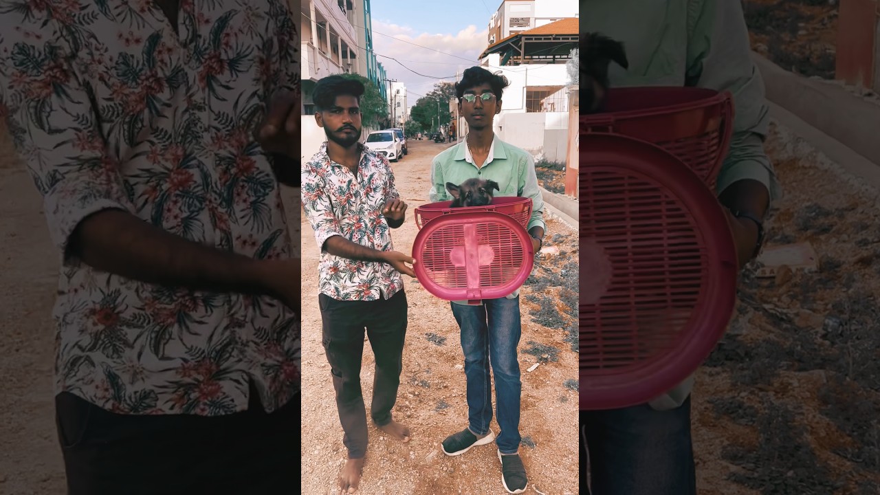 Plz support guys 🐶🥰❤️ German shepherd male puppy delivery 📍Kurnool ❤️ #shorts #share #dog #pets