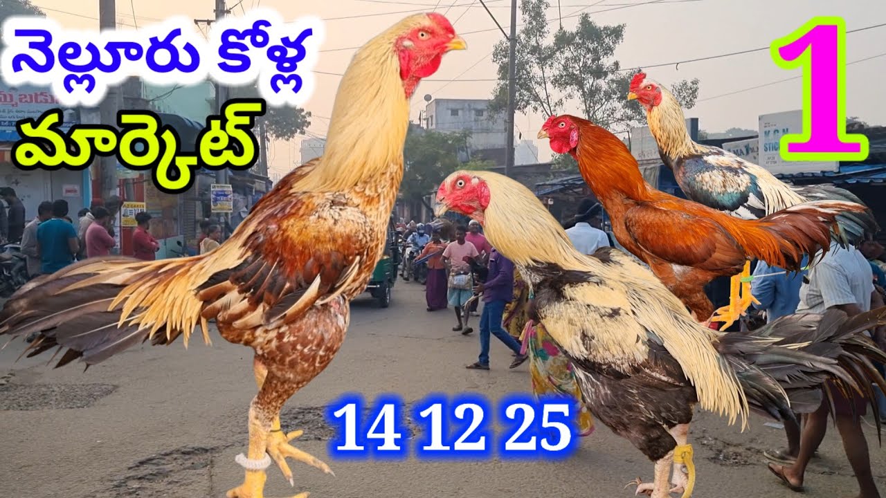 నెల్లూరు కోడి పుంజుల మార్కెట్  ప్రతి ఆదివారం 14 12 25 Nellore Sunday kolla market Mr king #market