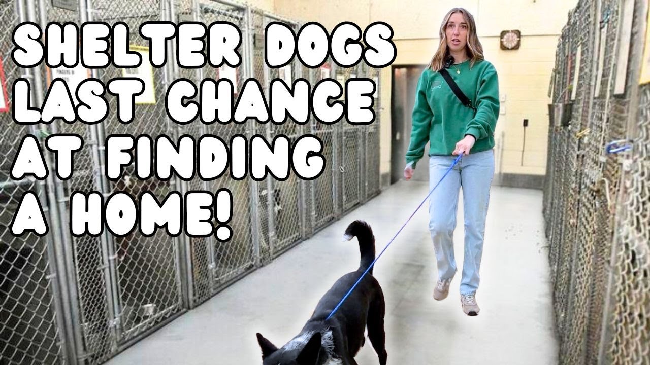 Rescuing a Shelter Dog Returned 3 Times | Training for a Forever Home