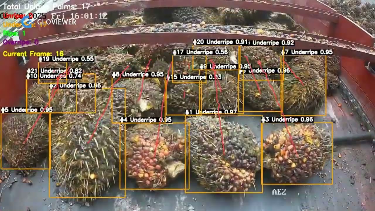 AI TBS Grading untuk di Mill Kelapa Sawit