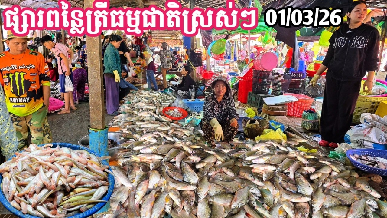 ត្រីនៅផ្សារពន្លៃព្រឹកថ្ងៃអាទិត្យនេះ || TAT SOKKΕΑ - ΚΗ [Ep. 1168]